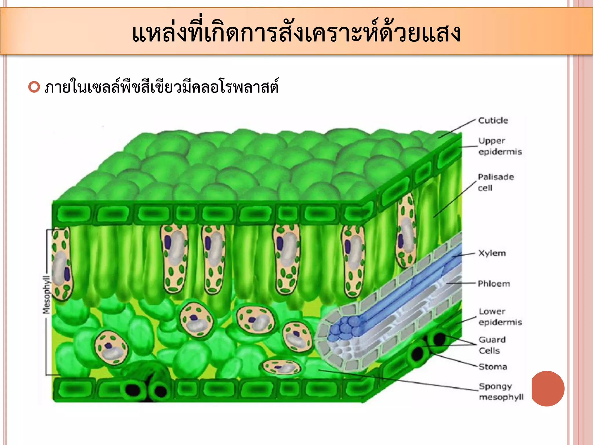  ภายในเซลล์พืชสีเขียวมีคลอโรพลาสต์
แหล่งที่เกิดการสังเคราะห์ด้วยแสง
 