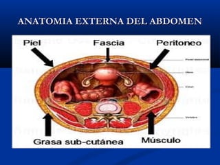 ANATOMIA EXTERNA DEL ABDOMENANATOMIA EXTERNA DEL ABDOMEN
 