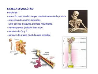 SISTEMA ESQUELÉTICO
Funciones:
- armazón, soporte del cuerpo, mantenimiento de la postura
- protección de órganos delicados
- junto con los músculos, produce movimiento
- hematopoyesis (médula ósea roja)
- almacén de Ca y P
- almacén de grasas (médula ósea amarilla)
 