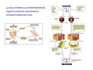 La CALCITONINA y la PARATHORMONA
regulan la calcemia estimulando la
formación/reabsorción ósea.
 