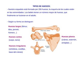 TIPOS DE HUESOS:
- Nuestro esqueleto está formado por 206 huesos, la mayoría de los cuales están
en las extremidades. Los bebés tienen un número mayor de huesos, que
finalmente se fusionan en el adulto.
- Según su forma se distinguen:
Huesos irregulares
(vértebras, costillas,
base del cráneo)
Huesos planos
(cráneo, esternón,
omóplato...)
Huesos cortos
(carpo, tarso)
Huesos largos (fémur,
tibia, peroné,
húmero...)
 