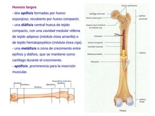 Huesos largos
- dos epífisis formadas por hueso
esponjoso, recubierto por hueso compacto.
- una diáfisis central hueca de tejido
compacto, con una cavidad medular rellena
de tejido adiposo (médula ósea amarilla) o
de tejido hematopoyético (médula ósea roja).
- una metáfisis o zona de crecimiento entre
epífisis y diáfisis, que se mantiene como
cartílago durante el crecimiento.
- apófisis, prominencia para la inserción
muscular.
 