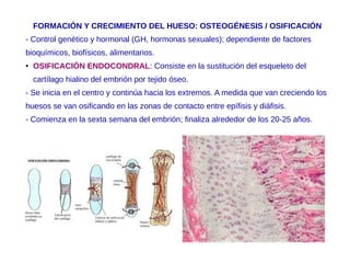 FORMACIÓN Y CRECIMIENTO DEL HUESO: OSTEOGÉNESIS / OSIFICACIÓN
- Control genético y hormonal (GH, hormonas sexuales); dependiente de factores
bioquímicos, biofísicos, alimentarios.
● OSIFICACIÓN ENDOCONDRAL: Consiste en la sustitución del esqueleto del
cartílago hialino del embrión por tejido óseo.
- Se inicia en el centro y continúa hacia los extremos. A medida que van creciendo los
huesos se van osificando en las zonas de contacto entre epífisis y diáfisis.
- Comienza en la sexta semana del embrión; finaliza alrededor de los 20-25 años.
 