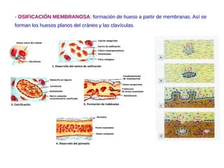 - OSIFICACIÓN MEMBRANOSA: formación de hueso a partir de membranas. Así se
forman los huesos planos del cráneo y las clavículas.
 