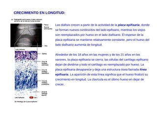 CRECIMIENTO EN LONGITUD:
Las diáfisis crecen a partir de la actividad de la placa epifisaria, donde
se forman nuevos condrocitos del lado epifisario, mientras los viejos
son reemplazados por hueso en el lado diafisario. El espesor de la
placa epifisaria se mantiene relativamente constante, pero el hueso del
lado diafisario aumenta de longitud.
Alrededor de los 18 años en las mujeres y de los 21 años en los
varones, la placa epifisaria se cierra; las células del cartílago epifisario
dejan de dividirse y todo el cartílago es reemplazado por hueso. La
placa epifisaria desaparece y deja una estructura ósea llamada línea
epifisaria. La aparición de esta línea significa que el hueso finalizó su
crecimiento en longitud. La clavícula es el último hueso en dejar de
crecer.
 