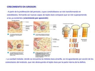 CRECIMIENTO EN GROSOR:
- A partir de la proliferación del periostio, cuyos condroblastos se irán transformando en
osteoblastos, formando así nuevas capas de tejido óseo compacto que se irán superponiendo
a las ya existentes (crecimiento por aposición)
- La cavidad medular, donde se encuentra la médula ósea amarilla, se irá agrandando por acción de los
osteoclastos del endostio, que irán destruyendo el tejido óseo por la parte interna de la diáfisis.
 