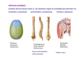 ARTICULACIONES:
Uniones de los huesos entre sí. Se clasifican según la movilidad que permiten en:
inmóviles o sinartrosis semimóviles o anfiartrosis móviles o diartrosis
Discos intervertebrales,
sínfisis del pubis
Rodilla, codos...
 