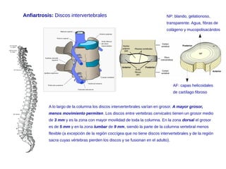Anfiartrosis: Discos intervertebrales
A lo largo de la columna los discos interverterbrales varían en grosor. A mayor grosor,
menos movimiento permiten. Los discos entre vertebras cervicales tienen un grosor medio
de 3 mm y es la zona con mayor movilidad de toda la columna. En la zona dorsal el grosor
es de 5 mm y en la zona lumbar de 9 mm, siendo la parte de la columna vertebral menos
flexible (a excepción de la región coccígea que no tiene discos intervertebrales y de la región
sacra cuyas vértebras pierden los discos y se fusionan en el adulto).
AF: capas helicoidales
de cartílago fibroso
NP: blando, gelationoso,
transparente. Agua, fibras de
colágeno y mucopolisacáridos
 