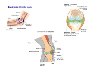Diartrosis: Rodilla, codo
 