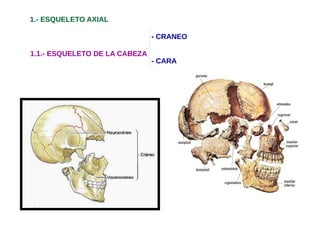 1.1.- ESQUELETO DE LA CABEZA
- CRANEO
- CARA
1.- ESQUELETO AXIAL
 
