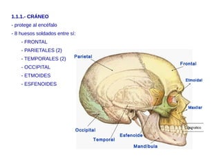 1.1.1.- CRÁNEO
- protege al encéfalo
- 8 huesos soldados entre sí:
- FRONTAL
- PARIETALES (2)
- TEMPORALES (2)
- OCCIPITAL
- ETMOIDES
- ESFENOIDES
 