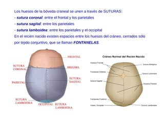 Los huesos de la bóveda craneal se unen a través de SUTURAS:
- sutura coronal: entre el frontal y los parietales
- sutura sagital: entre los parietales
- sutura lamboidea: entre los parietales y el occipital
En el recién nacido existen espacios entre los huesos del cráneo, cerrados sólo
por tejido conjuntivo, que se llaman FONTANELAS.
 