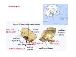 TEMPORALES
PORCIÓN
TIMPÁNICA
 