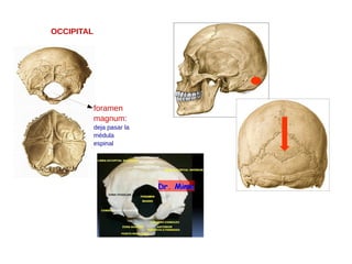 OCCIPITAL
foramen
magnum:
deja pasar la
médula
espinal
 