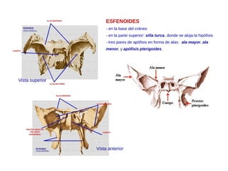 Vista anterior
Vista superior
ESFENOIDES
- en la base del cráneo
- en la parte superior: silla turca, donde se aloja la hipófisis
- tres pares de apófisis en forma de alas: ala mayor, ala
menor, y apófisis pterigoides.
 