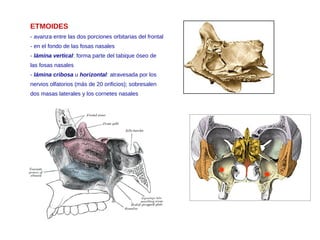 ETMOIDES
- avanza entre las dos porciones orbitarias del frontal
- en el fondo de las fosas nasales
- lámina vertical: forma parte del tabique óseo de
las fosas nasales
- lámina cribosa u horizontal: atravesada por los
nervios olfatorios (más de 20 orificios); sobresalen
dos masas laterales y los cornetes nasales
 