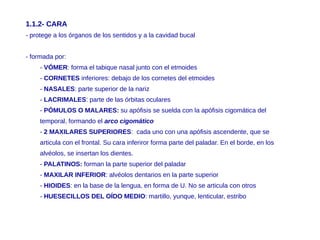 1.1.2- CARA
- protege a los órganos de los sentidos y a la cavidad bucal
- formada por:
- VÓMER: forma el tabique nasal junto con el etmoides
- CORNETES inferiores: debajo de los cornetes del etmoides
- NASALES: parte superior de la nariz
- LACRIMALES: parte de las órbitas oculares
- PÓMULOS O MALARES: su apófisis se suelda con la apófisis cigomática del
temporal, formando el arco cigomático
- 2 MAXILARES SUPERIORES: cada uno con una apófisis ascendente, que se
articula con el frontal. Su cara inferiror forma parte del paladar. En el borde, en los
alvéolos, se insertan los dientes.
- PALATINOS: forman la parte superior del paladar
- MAXILAR INFERIOR: alvéolos dentarios en la parte superior
- HIOIDES: en la base de la lengua, en forma de U. No se articula con otros
- HUESECILLOS DEL OÍDO MEDIO: martillo, yunque, lenticular, estribo
 
