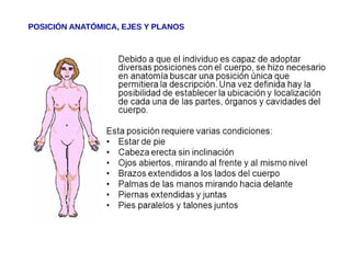 POSICIÓN ANATÓMICA, EJES Y PLANOS
 