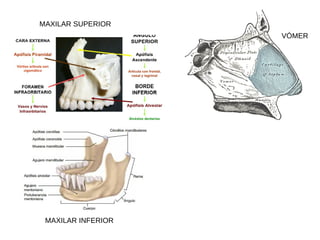 VÓMER
MAXILAR INFERIOR
MAXILAR SUPERIOR
 