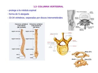 1.2- COLUMNA VERTEBRAL
- protege a la médula espinal
- forma de S alargada
- 33-34 vértebras, separadas por discos intervertebrales
 