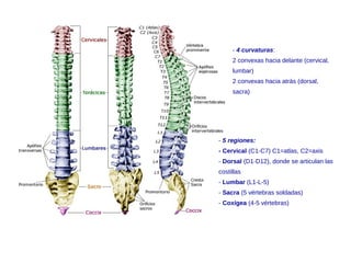 - 4 curvaturas:
2 convexas hacia delante (cervical,
lumbar)
2 convexas hacia atrás (dorsal,
sacra)
- 5 regiones:
- Cervical (C1-C7) C1=atlas, C2=axis
- Dorsal (D1-D12), donde se articulan las
costillas
- Lumbar (L1-L-5)
- Sacra (5 vértebras soldadas)
- Coxígea (4-5 vértebras)
 
