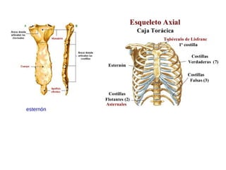 esternón
 