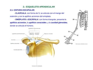 2.- ESQUELETO APENDICULAR
2.1- CINTURA ESCAPULAR:
- CLAVÍCULA: con forma de S; se articula con el mango del
esternón y con la apófisis acromion del omóplato.
- OMÓPLATO o ESCÁPULA: con forma triangular, presenta la
apófisis acromion, la apófisis coracoides, y la cavidad glenoidea,
donde se articula el húmero.
 