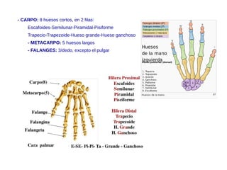 - CARPO: 8 huesos cortos, en 2 filas:
Escafoides-Semilunar-Piramidal-Pisiforme
Trapecio-Trapezoide-Hueso grande-Hueso ganchoso
- METACARPO: 5 huesos largos
- FALANGES: 3/dedo, excepto el pulgar
 