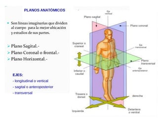 EJES:
- longitudinal o vertical
- sagital o anteroposterior
- transversal
 