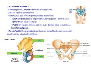2.3- CINTURA PELVIANA:
- Formada por dos COXALES soldados al hueso sacro.
- Aloja las vísceras del abdomen.
- Cada COXAL está formado por la unión de tres huesos:
- ILION: soldado al sacro, en posición postero-superior. Forma la cadera.
- ISQUION: en posición inferior.
- PUBIS: en posición anterior. Los dos pubis de cada coxal se sueldan en
la sínfisis del pubis.
- Cavidad cotiloidea o acetábulo: punto donde se sueldan los tres huesos del
coxal, lugar de articulación del fémur.
 