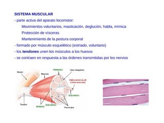 SISTEMA MUSCULAR
- parte activa del aparato locomotor:
Movimientos voluntarios, masticación, deglución, habla, mímica
Protección de vísceras
Mantenimiento de la postura corporal
- formado por músculo esquelético (estriado, voluntario)
- los tendones unen los músculos a los huesos
- se contraen en respuesta a las órdenes transmitidas por los nervios
 