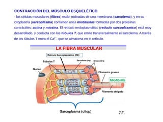 CONTRACCIÓN DEL MÚSCULO ESQUELÉTICO
- las células musculares (fibras) están rodeadas de una membrana (sarcolema), y en su
citoplasma (sarcoplasma) contienen unas miofibrillas formadas por dos proteínas
contráctiles: actina y miosina. El retículo endoplasmático (retículo sarcoplásmico) está muy
desarrollado, y contacta con los túbulos T, que emite transversalmente el sarcolema. A través
de los túbulos T entra el Ca2+
, que se almacena en el retículo.
 