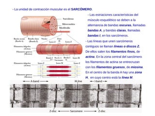 - La unidad de contracción muscular es el SARCÓMERO.
- Las líneas que unen sarcómeros
contiguos se llaman líneas o discos Z.
De ellos salen los filamentos finos, de
actina. En la zona central del sarcómero
los filamentos de actina se entrecruzan
con los filamentos gruesos, de miosina.
En el centro de la banda A hay una zona
H, en cuyo centro está la línea M.
- Las estriaciones características del
músculo esquelético se deben a la
alternancia de bandas oscuras, llamadas
bandas A, y bandas claras, llamadas
bandas I, en los sarcómeros.
 