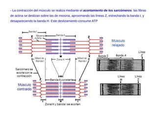 - La contracción del músculo se realiza mediante el acortamiento de los sarcómeros: las fibras
de actina se deslizan sobre las de miosina, aproximando las líneas Z, estrechando la banda I, y
desapareciendo la banda H. Este deslizamiento consume ATP
 