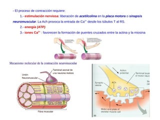 - El proceso de contracción requiere:
1.- estimulación nerviosa: liberación de acetilcolina en la placa motora o sinapsis
neuromuscular. La Ach provoca la entrada de Ca2+
desde los túbulos T al RS.
2.- energía (ATP)
3.- iones Ca2+:
: favorecen la formación de puentes cruzados entre la actina y la miosina
 