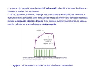 - La contracción muscular sigue la regla del “todo o nada”: al recibir el estímulo, las fibras se
contraen al máximo o no se contraen.
- Tras la contracción, el músculo se relaja. Pero si se producen estimulaciones sucesivas, el
músculo vuelve a contraerse antes de relajarse del todo: se produce una contracción contínua
llamada contracción tetánica o tétanos. Si se mantiene durante mucho tiempo, se agota la
energía y el músculo acaba relajándose: fatiga muscular.
- agujetas: microrroturas musculares debidas al esfuerzo? Inflamación?
 