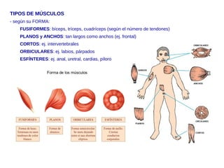 TIPOS DE MÚSCULOS
- según su FORMA:
FUSIFORMES: bíceps, tríceps, cuadríceps (según el número de tendones)
PLANOS y ANCHOS: tan largos como anchos (ej. frontal)
CORTOS: ej. intervertebrales
ORBICULARES: ej. labios, párpados
ESFÍNTERES: ej. anal, uretral, cardias, píloro
 