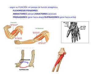 - según su FUNCIÓN: en parejas de función antagónica.
FLEXORES/EXTENSORES
ABDUCTORES (alerjan)/ADUCTORES (acercan)
PRONADORES (giran hacia abajo)/SUPINADORES (giran hacia arriba)
 