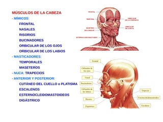MÚSCULOS DE LA CABEZA
- MÍMICOS:
FRONTAL
NASALES
RISORIOS
BUCINADORES
ORBICULAR DE LOS OJOS
ORBICULAR DE LOS LABIOS
- MASTICADORES:
TEMPORALES
MASETEROS
- NUCA: TRAPECIOS
- ANTERIOR Y POSTERIOR:
CUTÁNEO DEL CUELLO o PLATISMA
ESCALENOS
ESTERNOCLEIDOMASTOIDEOS
DIGÁSTRICO
 