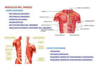 MÚSCULOS DEL TRONCO
- PARTE ANTERIOR:
PECTORALES MAYORES
PECTORALES MENORES
SERRATOS MAYORES
INTERCOSTALES
RECTOS MAYORES DEL ABDOMEN
OBLÍCUOS EXTERNOS O MAYORES DEL ABDOMEN
- PARTE POSTERIOR:
TRAPECIOS
GRANDES DORSALES
PEQUEÑOS SERRATOS POSTERIORES SUPERIORES
PEQUEÑOS SERRATOS POSTERIORES INFERIORES
 