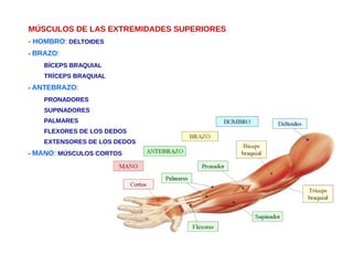 MÚSCULOS DE LAS EXTREMIDADES SUPERIORES
- HOMBRO: DELTOIDES
- BRAZO:
BÍCEPS BRAQUIAL
TRÍCEPS BRAQUIAL
- ANTEBRAZO:
PRONADORES
SUPINADORES
PALMARES
FLEXORES DE LOS DEDOS
EXTENSORES DE LOS DEDOS
- MANO: MÚSCULOS CORTOS
 