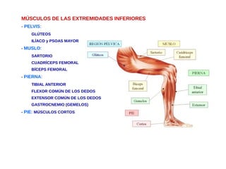 MÚSCULOS DE LAS EXTREMIDADES INFERIORES
- PELVIS:
GLÚTEOS
ILÍACO y PSOAS MAYOR
- MUSLO:
SARTORIO
CUADRÍCEPS FEMORAL
BÍCEPS FEMORAL
- PIERNA:
TIBIAL ANTERIOR
FLEXOR COMÚN DE LOS DEDOS
EXTENSOR COMÚN DE LOS DEDOS
GASTROCNEMIO (GEMELOS)
- PIE: MÚSCULOS CORTOS
 