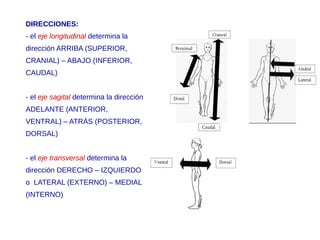 DIRECCIONES:
- el eje longitudinal determina la
dirección ARRIBA (SUPERIOR,
CRANIAL) – ABAJO (INFERIOR,
CAUDAL)
- el eje sagital determina la dirección
ADELANTE (ANTERIOR,
VENTRAL) – ATRÁS (POSTERIOR,
DORSAL)
- el eje transversal determina la
dirección DERECHO – IZQUIERDO
o LATERAL (EXTERNO) – MEDIAL
(INTERNO)
 