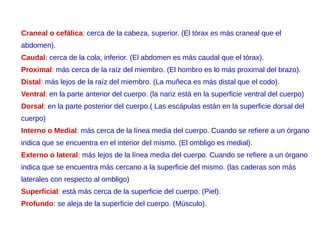 Craneal o cefálica: cerca de la cabeza, superior. (El tórax es más craneal que el
abdomen).
Caudal: cerca de la cola, inferior. (El abdomen es más caudal que el tórax).
Proximal: más cerca de la raíz del miembro. (El hombro es lo más proximal del brazo).
Distal: más lejos de la raíz del miembro. (La muñeca es más distal que el codo).
Ventral: en la parte anterior del cuerpo. (la nariz está en la superficie ventral del cuerpo)
Dorsal: en la parte posterior del cuerpo.( Las escápulas están en la superficie dorsal del
cuerpo)
Interno o Medial: más cerca de la línea media del cuerpo. Cuando se refiere a un órgano
indica que se encuentra en el interior del mismo. (El ombligo es medial).
Externo o lateral: más lejos de la línea media del cuerpo. Cuando se refiere a un órgano
indica que se encuentra más cercano a la superficie del mismo. (las caderas son más
laterales con respecto al ombligo)
Superficial: está más cerca de la superficie del cuerpo. (Piel).
Profundo: se aleja de la superficie del cuerpo. (Músculo).
 