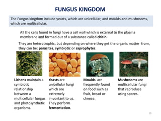 FUNGUS KINGDOM
10
 