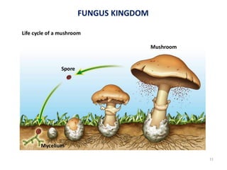 FUNGUS KINGDOM
11
 