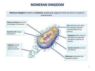 MONERAN KINGDOM
6
 