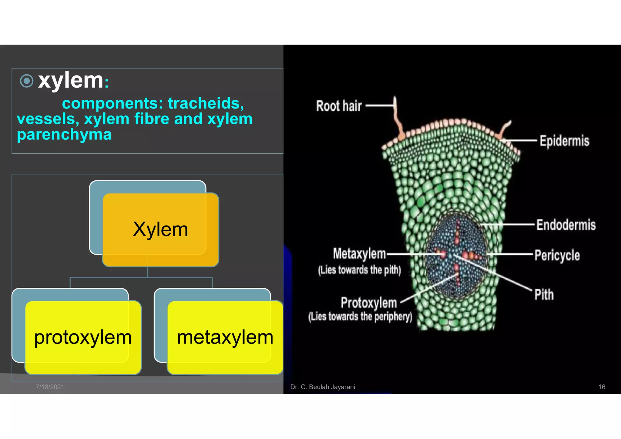Protoxylem Root T.s. dicot root | PDF