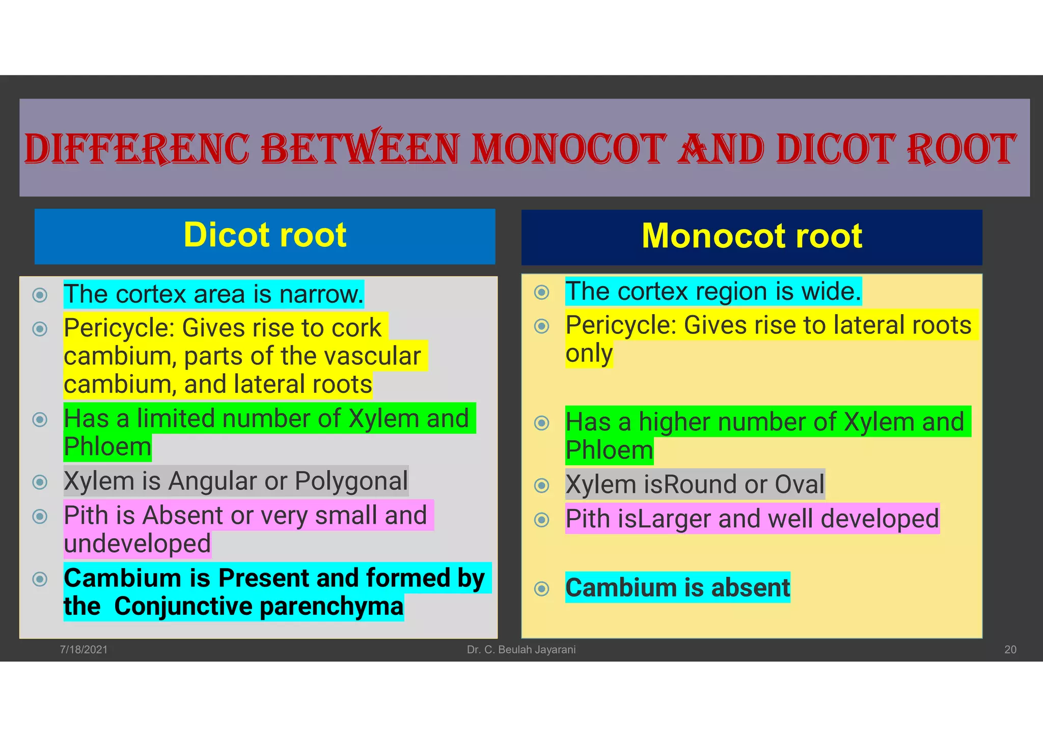 Undeveloped Roots T.s. dicot root | PDF