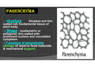  Structure Simplest and thin
walled cell, fundamental tissue of
plant body.
 Shape - isodiametric or
polygonal, thin walled with
prominent nucleus and vacuolated
cytoplasm.
 Functions of parenchyma:
storage of reserve food materials
& mechanical support.
PaREnChYMa
7/18/2021 Dr. C. Beulah Jayarani 11
 